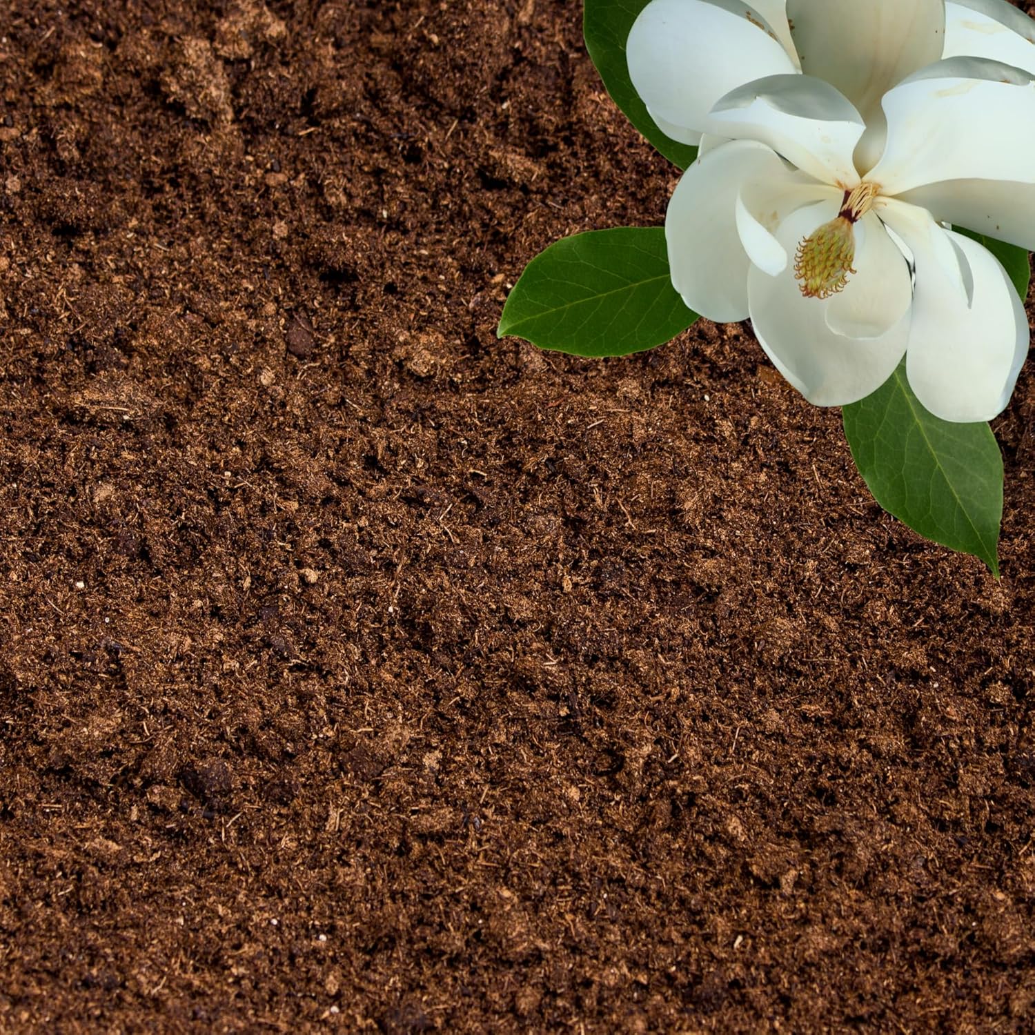 Organic Sphagnum Peat Moss for Plants