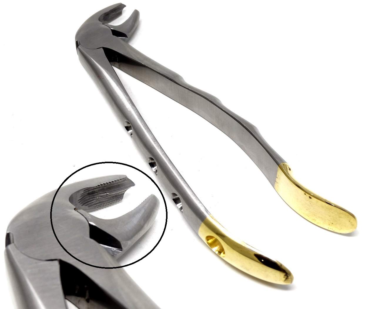 Dental Extraction Forceps MD4